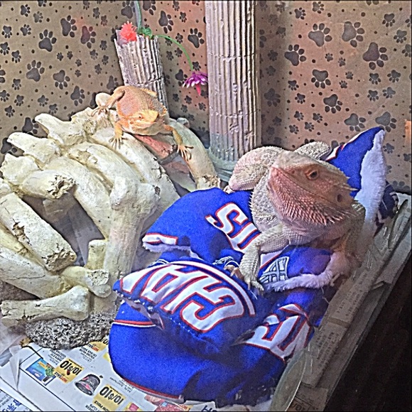 Bedding Bearded Dragon New Attachable Resting Bed Covers Poshmark