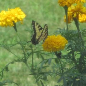 Meet your Posher, Ummtaqi ud din