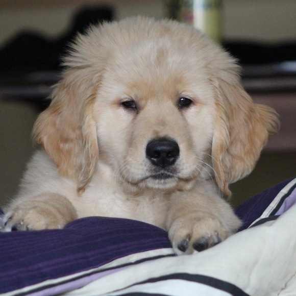 Meet your Posher, Jesse - Picture 1 of 1