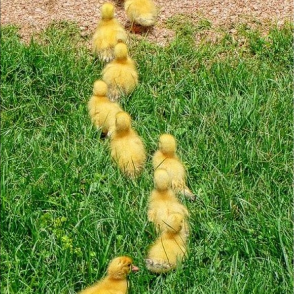 FG #5 IS FULL! THANKS TO ALL!👍🏼FG#6 COMING SOON! - Picture 2 of 2