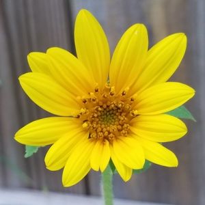 Meet your Posher, Cara