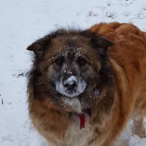 Meet your Posher, Dawn