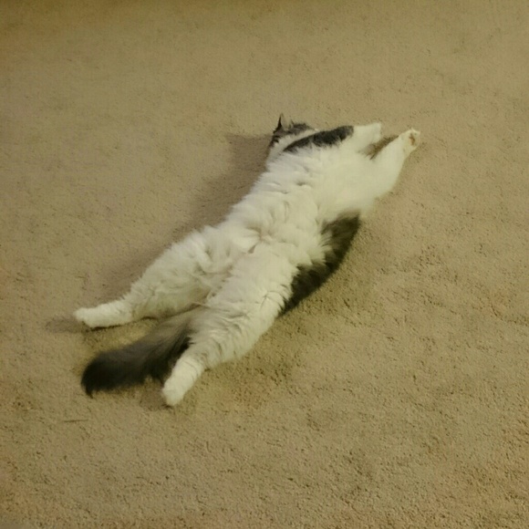 Meet your Posher, Chen chen - Picture 1 of 1