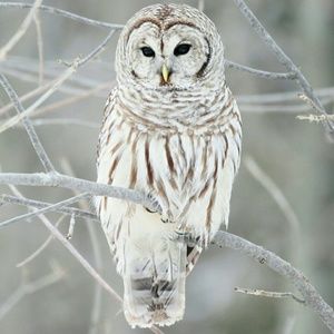 Meet your Posher, Elissa