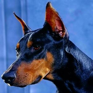 Meet your Posher, Randy