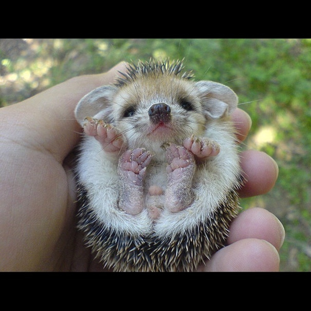 Meet your Posher, Louis