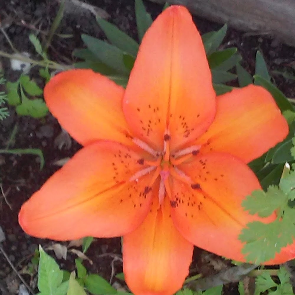 Meet your Posher, Rosa