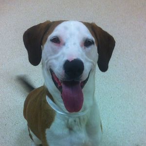 Meet your Posher, Joan