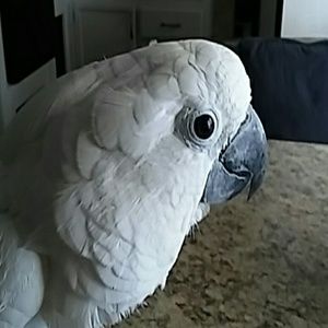 Meet your Posher, Sharon