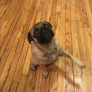 Meet your Posher, Gavin