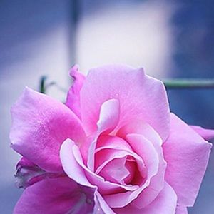 Meet your Posher, Jen