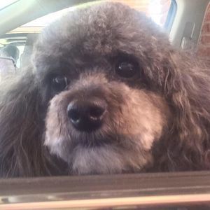 Meet your Posher, Chrisandra