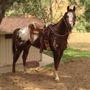 Meet your Posher, Jose