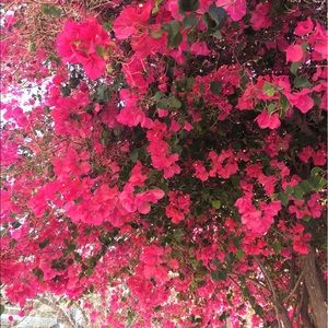 Meet your Posher, Anne