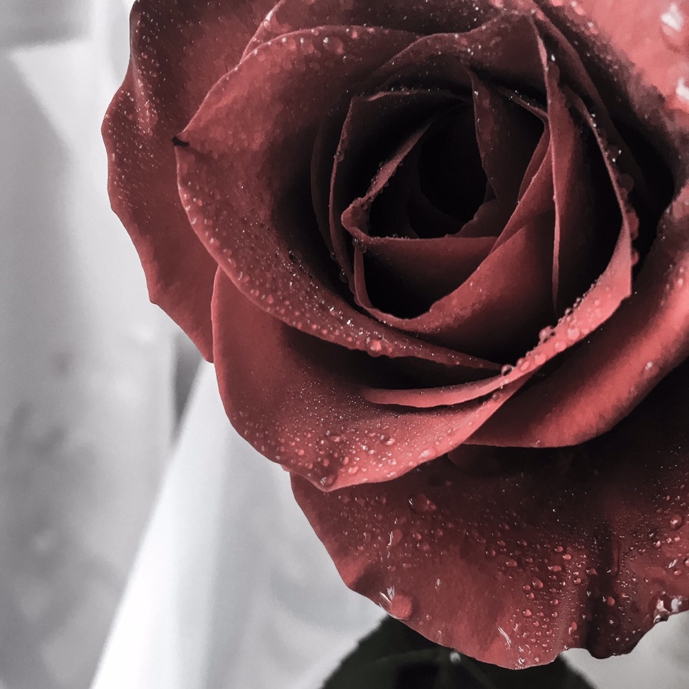 Meet your Posher, Rhiannon