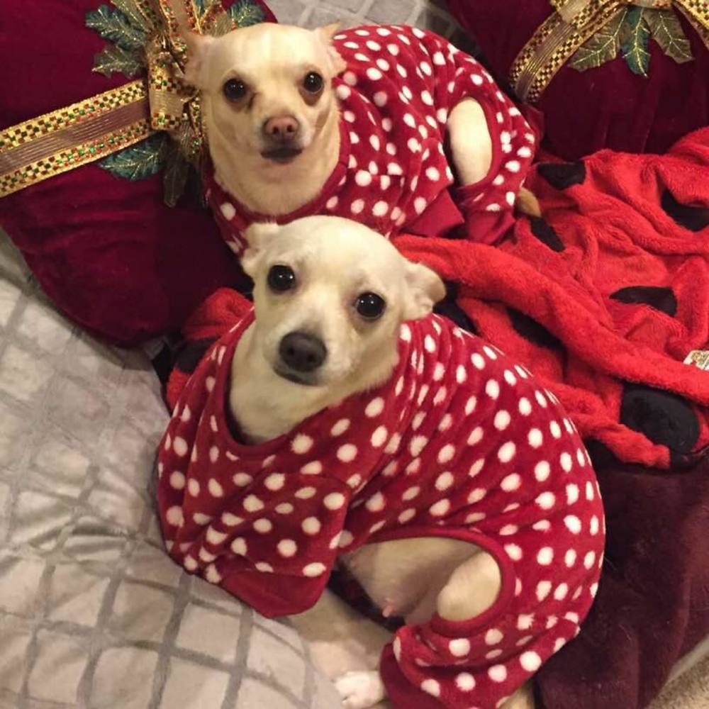 Meet your Posher, Thayna.