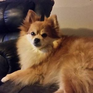 Meet your Posher, Liz