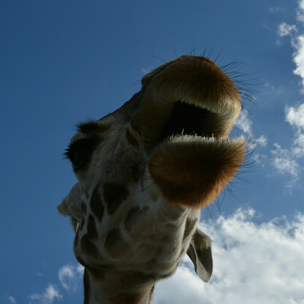 Meet your Posher, Monique