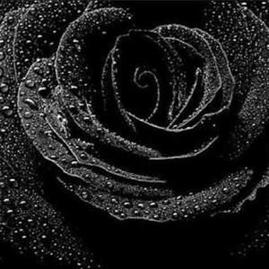 Meet your Posher, Ngoc