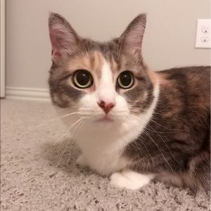 Meet your Posher, Yuhan