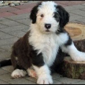 My Next Pup!🌟🌟🌟