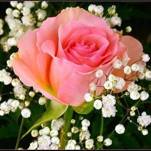 Meet your Posher, Barbara