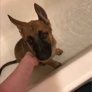 Meet your Posher, Izzy