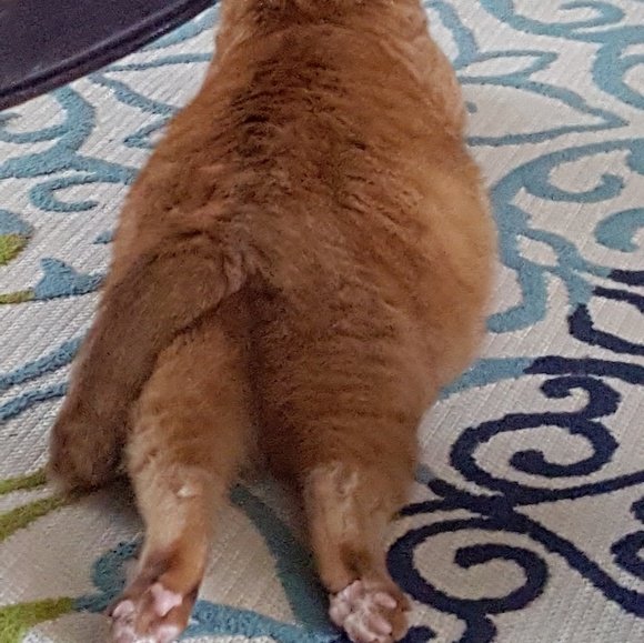 Meet your Posher, Maria - Picture 1 of 1