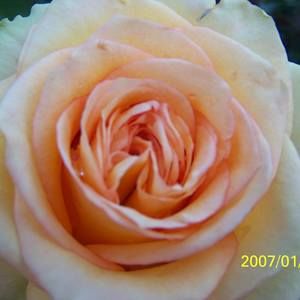 Meet your Posher, Robin