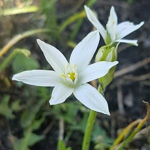 Meet your Posher, Liza