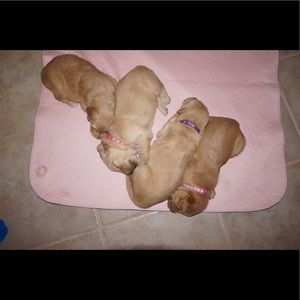 Meet your Posher, Molly