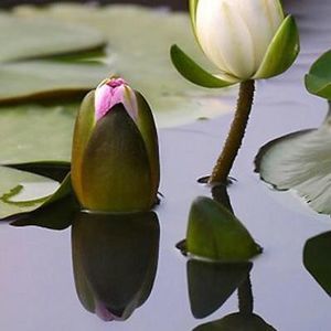 Meet your Posher, Duyen