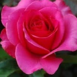 Meet your Posher, Shaina