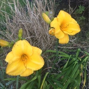 Moving sale!!! Meet your Posher, Lulu