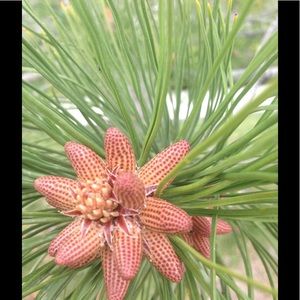 Meet your Posher, Jas