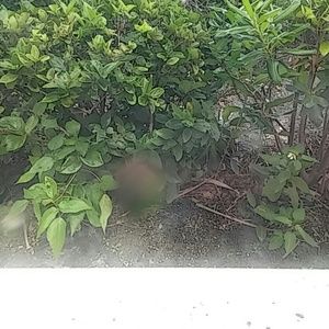 Meet your Posher, Lydie