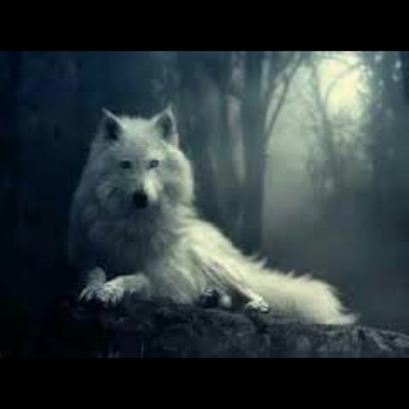 Meet your Posher, Mackenzie - Picture 1 of 1