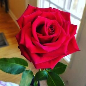 Meet your Posher, J'larose