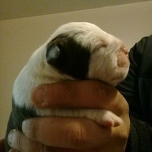 Meet your Posher, Charles