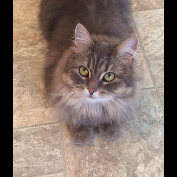 Meet your Posher, Linda - Picture 1 of 1