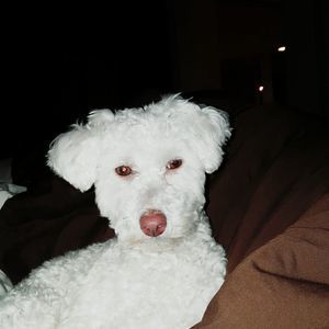 Meet your Posher, Bently