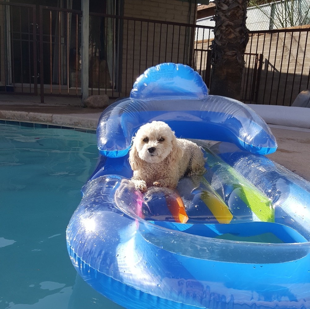 Meet your Posher, Lisa