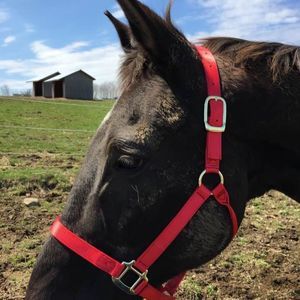 Meet your Posher, Chrissy