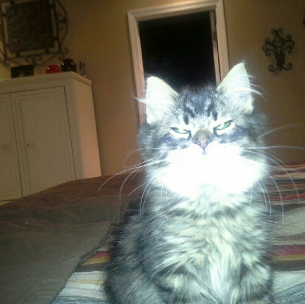 Meet your Posher, Amy