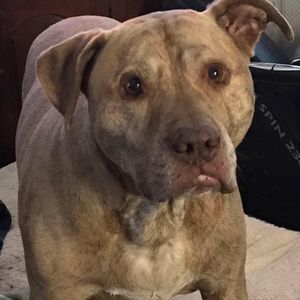 Meet your Posher, Normajn