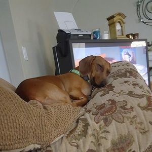 Meet your Posher, Cameron