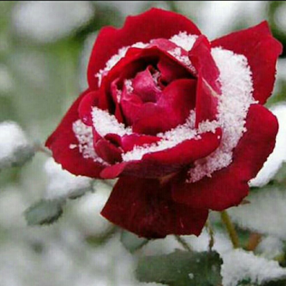 Meet your Posher, Rae