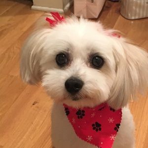 Meet your Posher, Ally! 💕