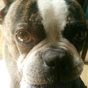 Meet your Posher, Rosie