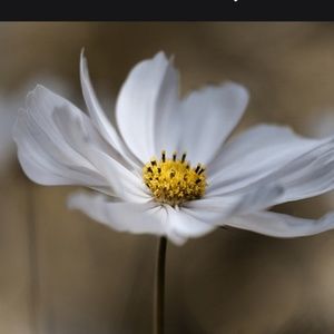 Meet your Posher, Selina